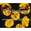 Rat Primary Kidney Glomerular Endothelial Cells